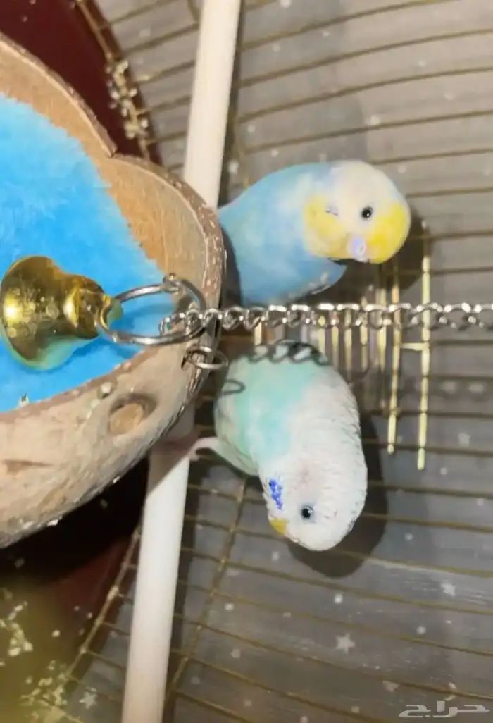 عصافير للبيع مع جميع اغراضها (القفص-الاكل-حامي القفص) 1