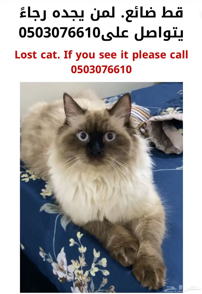 قط مفقود جده حي الفروسيه 1