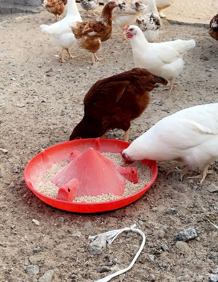 دجاج لوهمان بياض وبيض مخصب 3