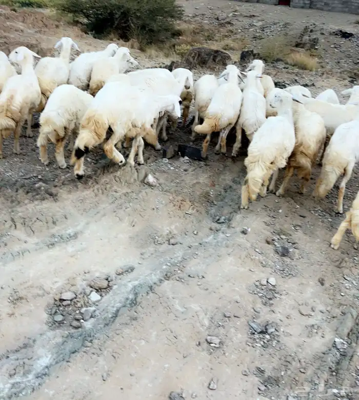 33 رخال مقاني 0