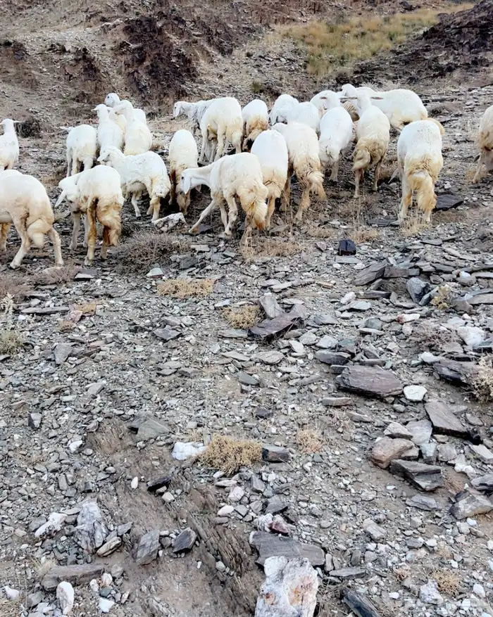 33 رخال مقاني 2