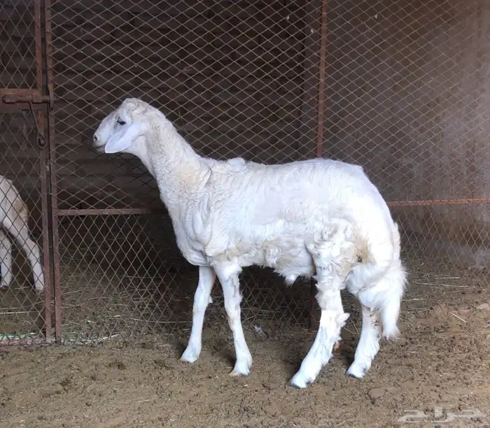 ثلاثة خرفان حري يوجد توصيل 5