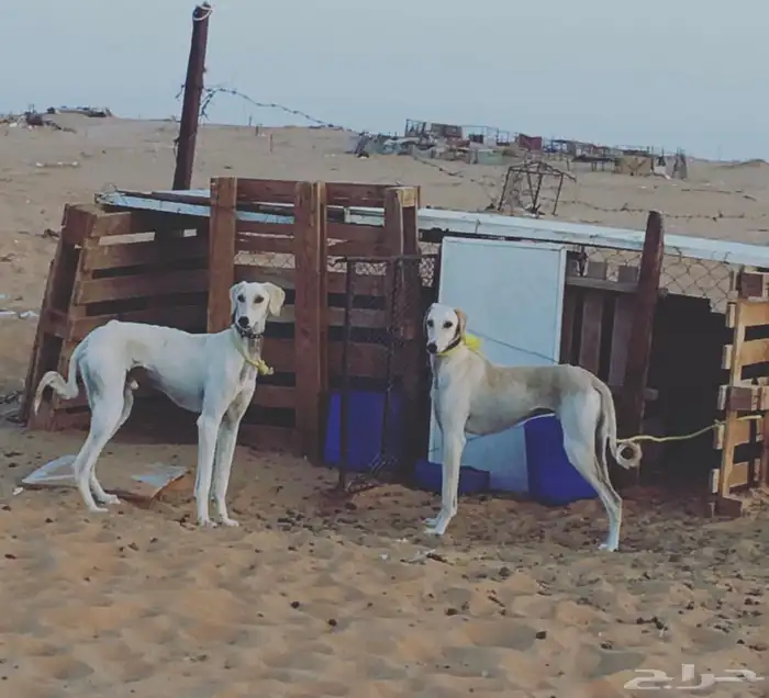 مطلوب سلقان تبني 0