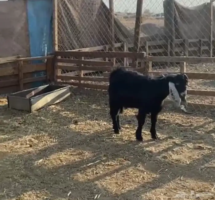 تيوس عواض جذعان مخصيات العدد ثنين 1