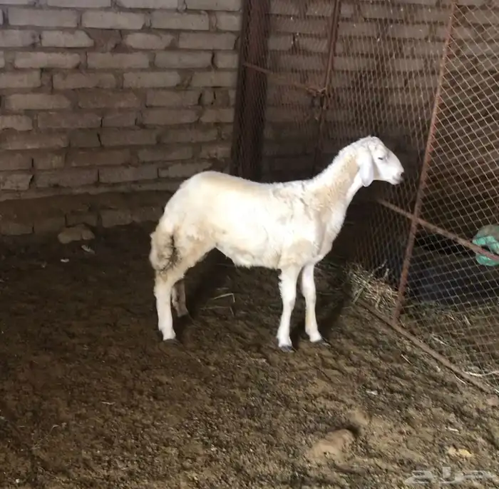 ثلاثة خرفان حري يوجد توصيل 2