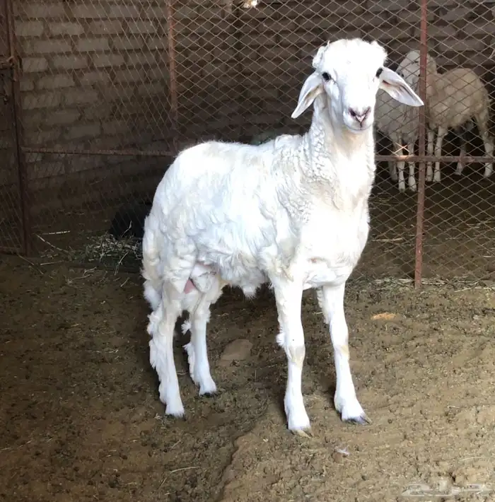 ثلاثة خرفان حري يوجد توصيل 4