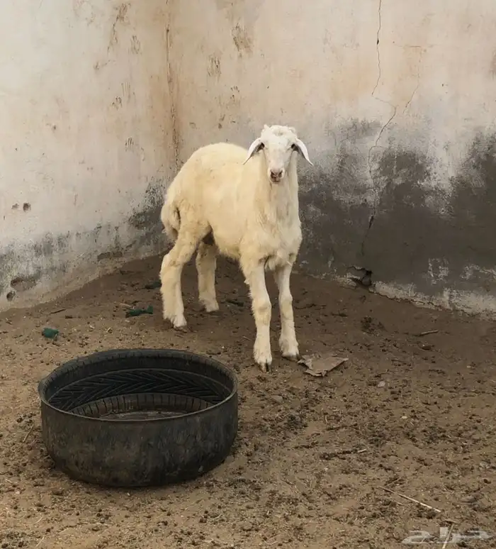 ثلاثة خرفان حري يوجد توصيل 0