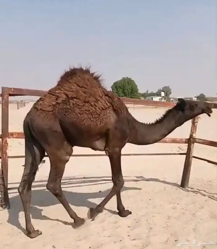 قعود فل شرط 0