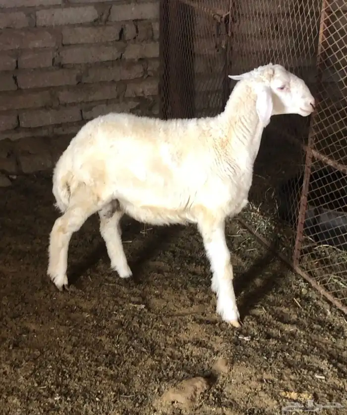 ثلاثة خرفان حري يوجد توصيل 1