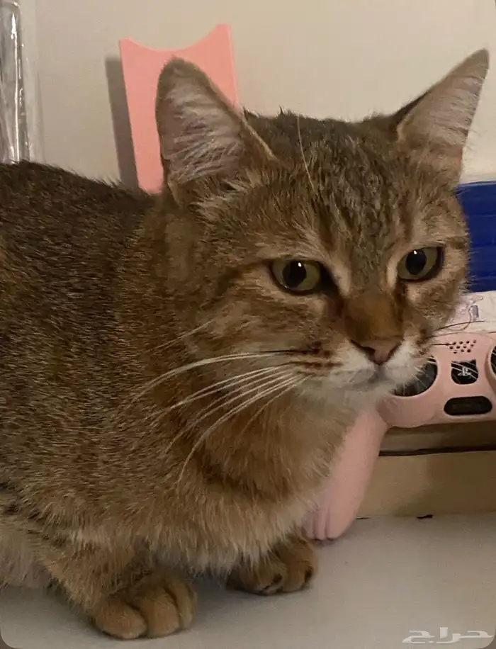 قطة للتبني 0