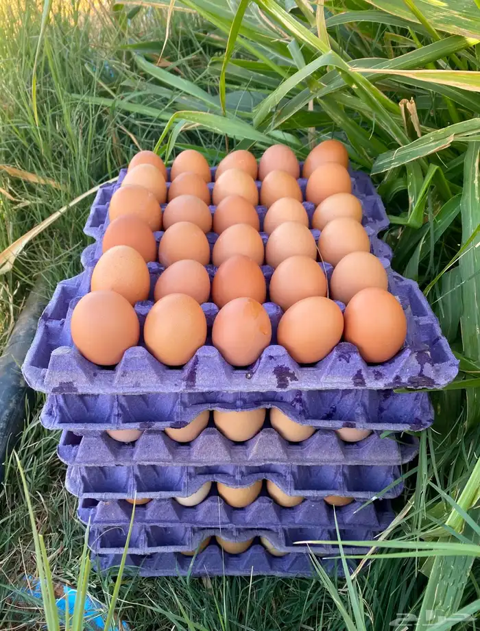 بيض مخصب لوهمان براون الماني مستورد 5