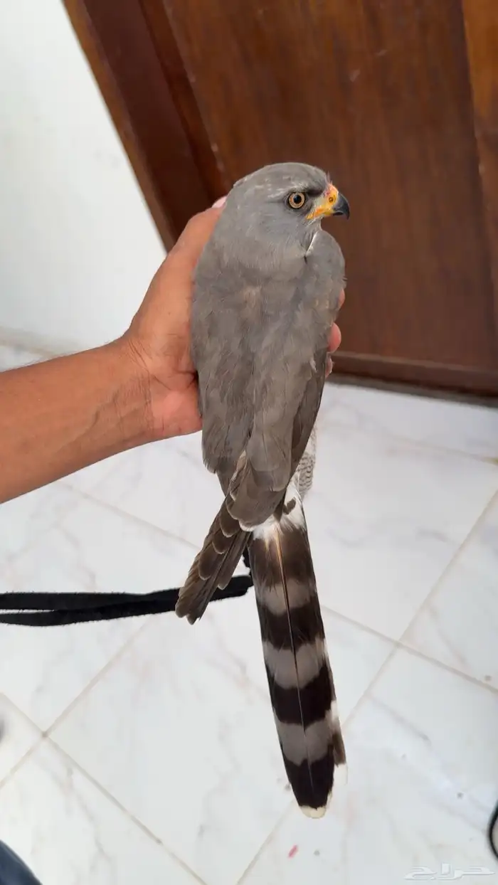 طار باز السعر حلو الصحه جيدا 2