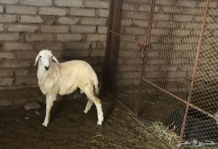 ثلاثة خرفان حري يوجد توصيل 3