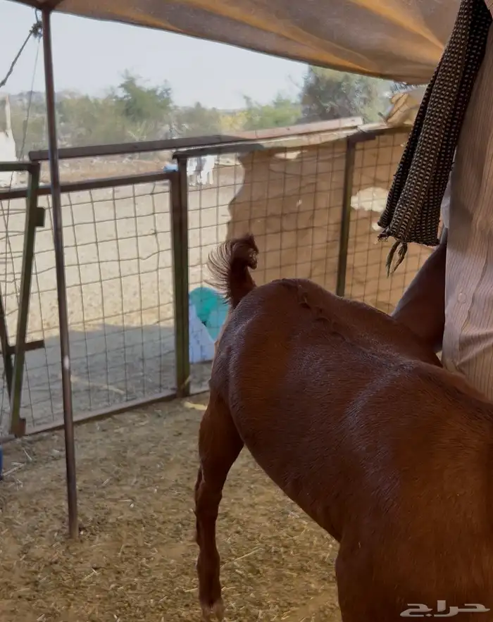 تيس بلدي جنوبي لباني 3