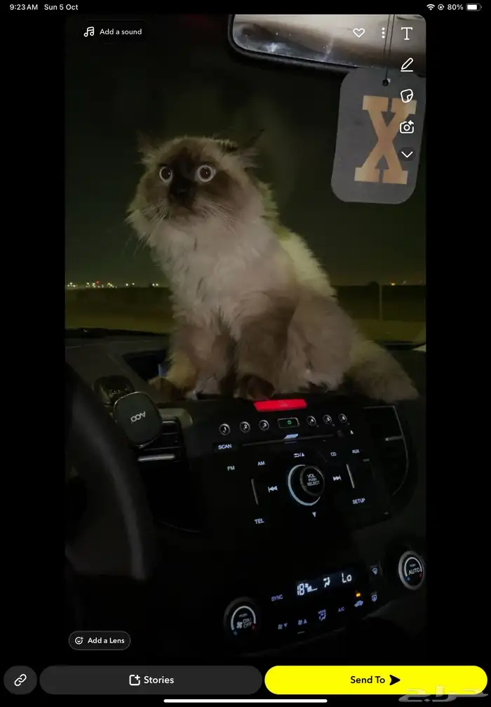 قط مفقود جده حي الفروسيه 0