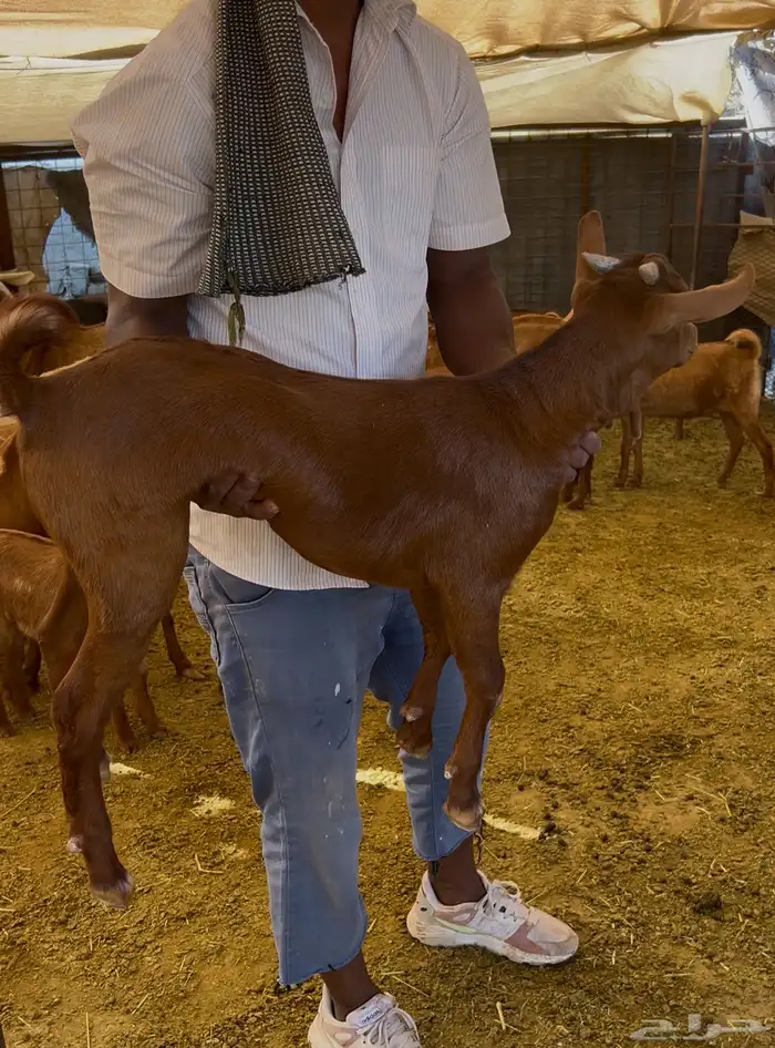 تيس بلدي جنوبي لباني 1