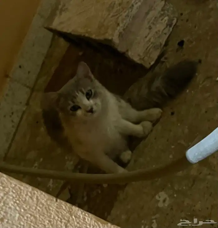 قطه شيرازية أليفة جدا  للتبني 0