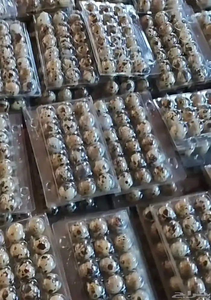 سمان فري مريعي و دجاج بلدي ذبح و تربيه 5