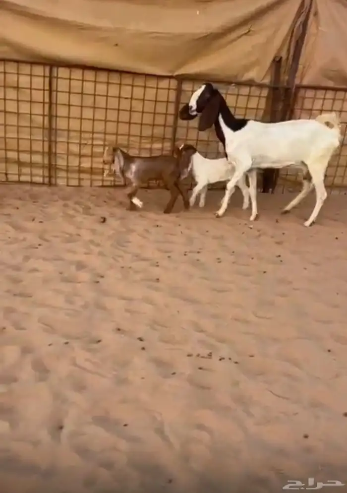 عنز والد متوم رباع 0