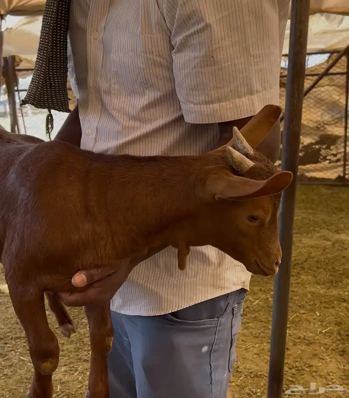 تيس بلدي جنوبي لباني 2