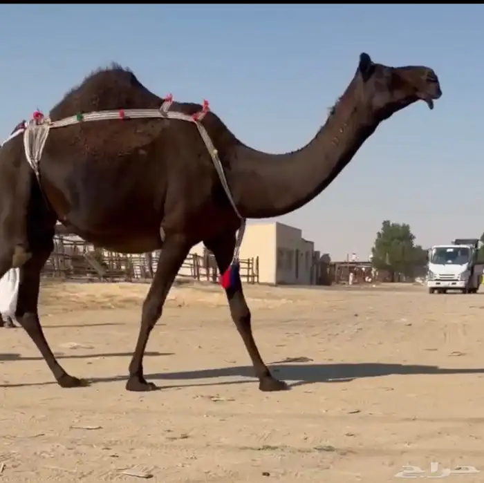 عشراء ضروبه بكر رباع مجهم 0