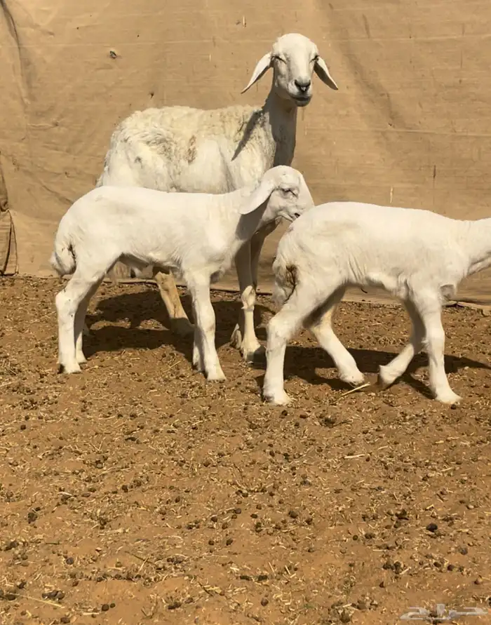 حريه تامه شبب معها خروف ورخل الموقع السلميه 3