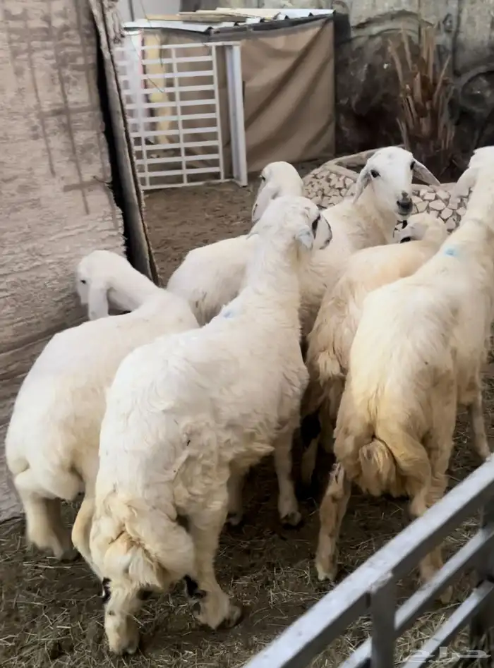 بهم للبيع العدد6 2