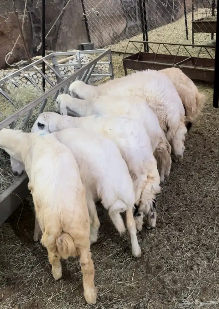 بهم للبيع العدد6 1