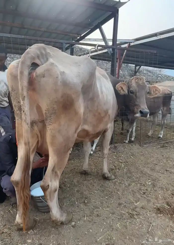 بقره المانيه طيبه 0