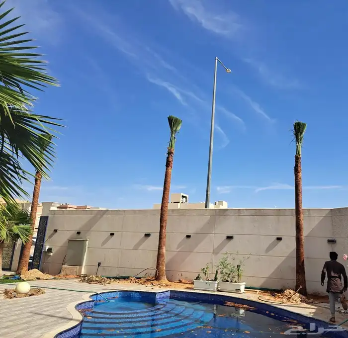 نخل واشنطن زينه للبيع ونخل مثمر لتواصل 15