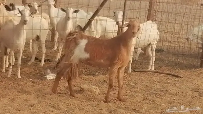 جفار مصريات حمر مقاني دفع من معزا مصرية رأسين 11