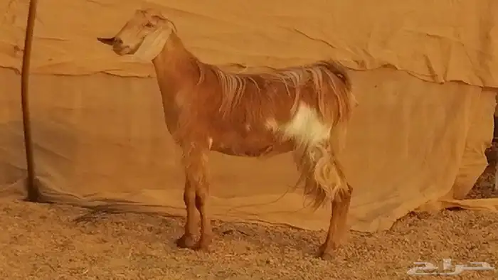 جفار مصريات حمر مقاني دفع من معزا مصرية رأسين 1