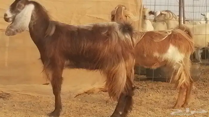 جفار مصريات حمر مقاني دفع من معزا مصرية رأسين 12