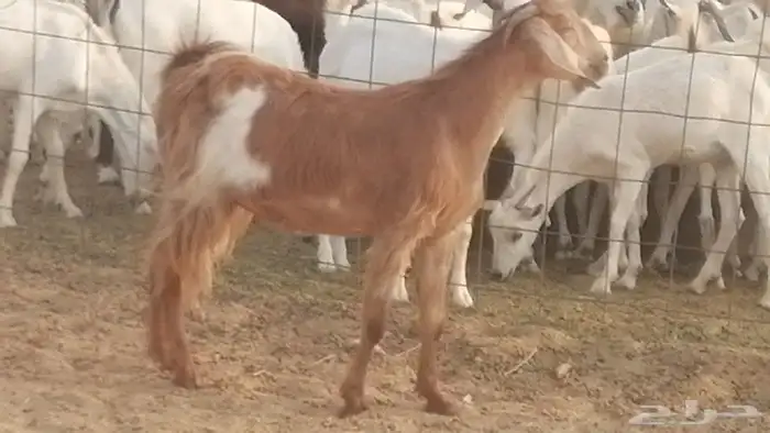 جفار مصريات حمر مقاني دفع من معزا مصرية رأسين 7