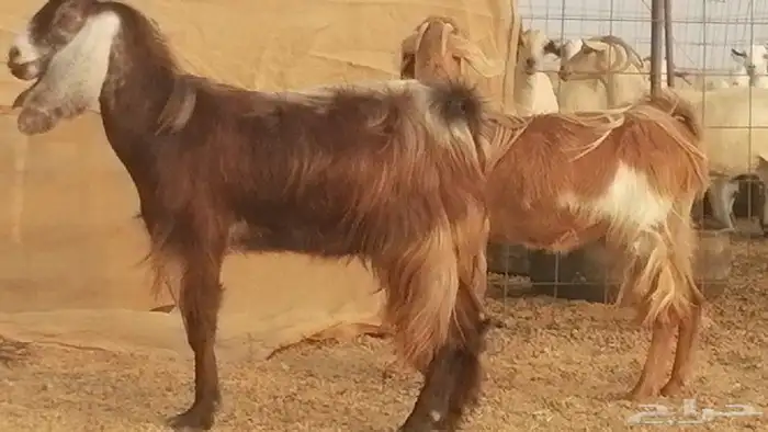 جفار مصريات حمر مقاني دفع من معزا مصرية رأسين 10