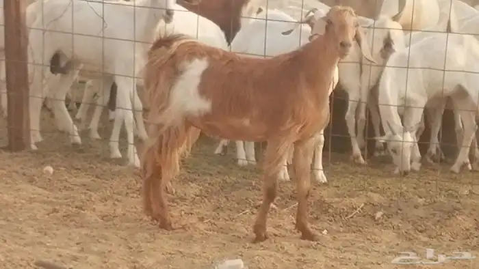 جفار مصريات حمر مقاني دفع من معزا مصرية رأسين 5