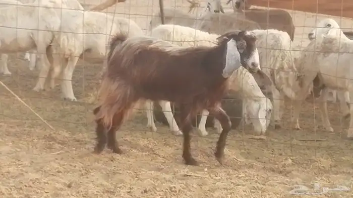 جفار مصريات حمر مقاني دفع من معزا مصرية رأسين 3