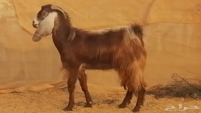 جفار مصريات حمر مقاني دفع من معزا مصرية رأسين 0