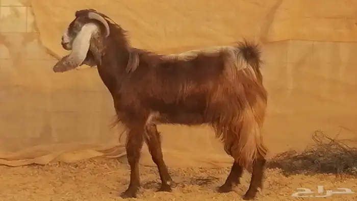 جفار مصريات حمر مقاني دفع من معزا مصرية رأسين 14