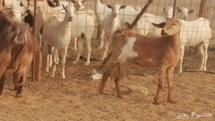 جفار مصريات حمر مقاني دفع من معزا مصرية رأسين 6