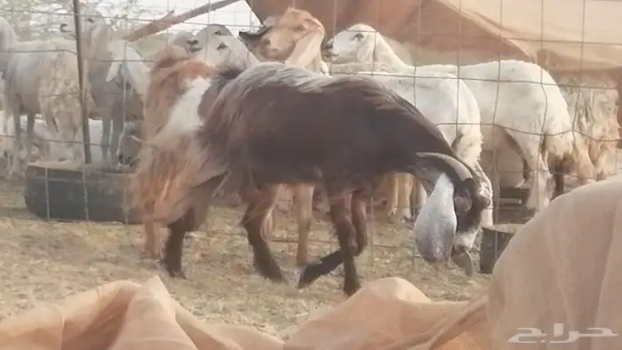 جفار مصريات حمر مقاني دفع من معزا مصرية رأسين 13