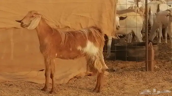 جفار مصريات حمر مقاني دفع من معزا مصرية رأسين 9