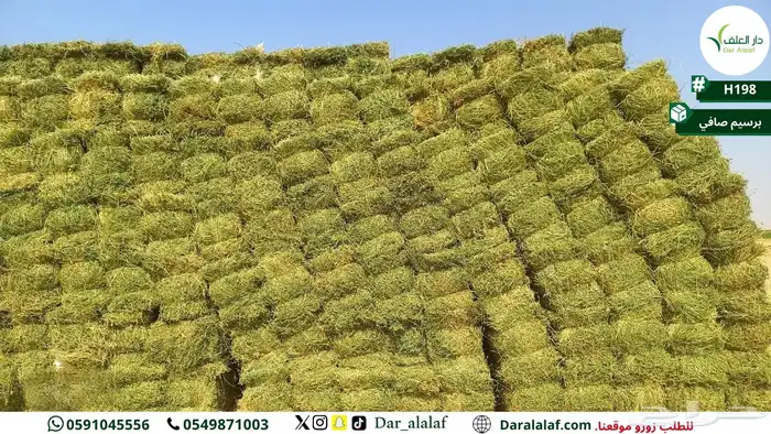 برسيم صافي تبوك 2