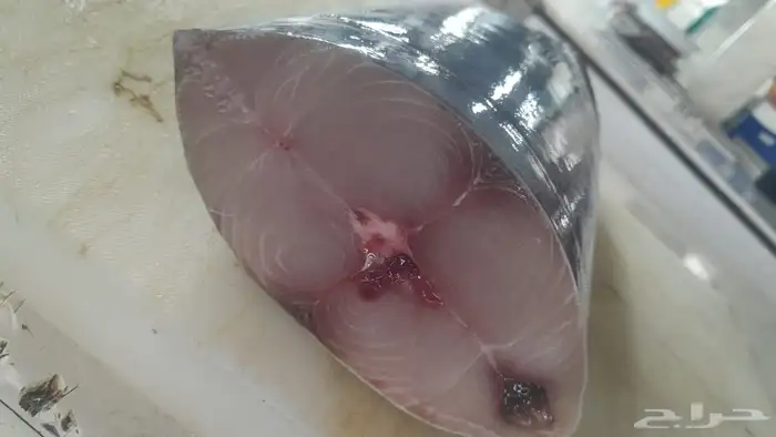 اسماك اليوم 12