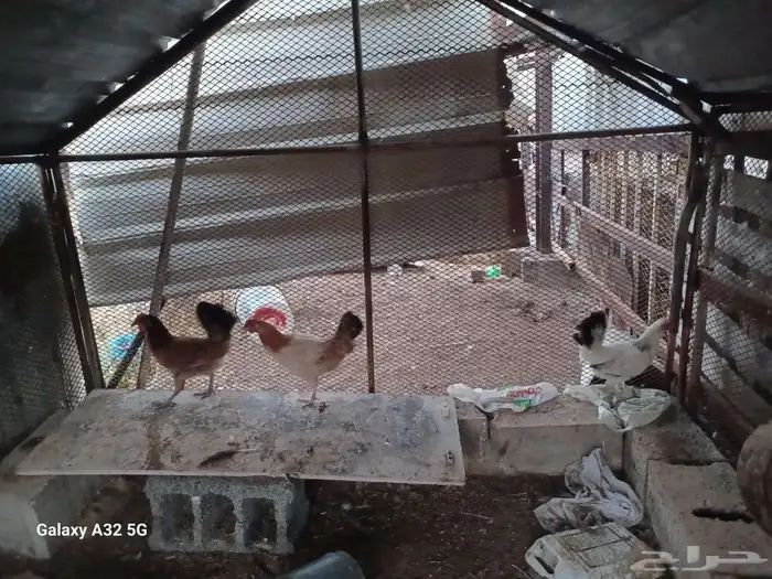 بسم الله مشالله دجاج بلدي للبيع العدد 3 شرط من الأمراض 1