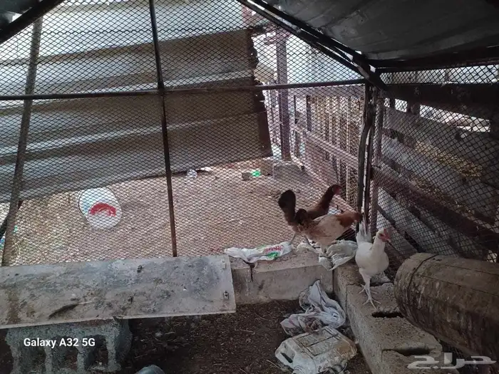 بسم الله مشالله دجاج بلدي للبيع العدد 3 شرط من الأمراض 2