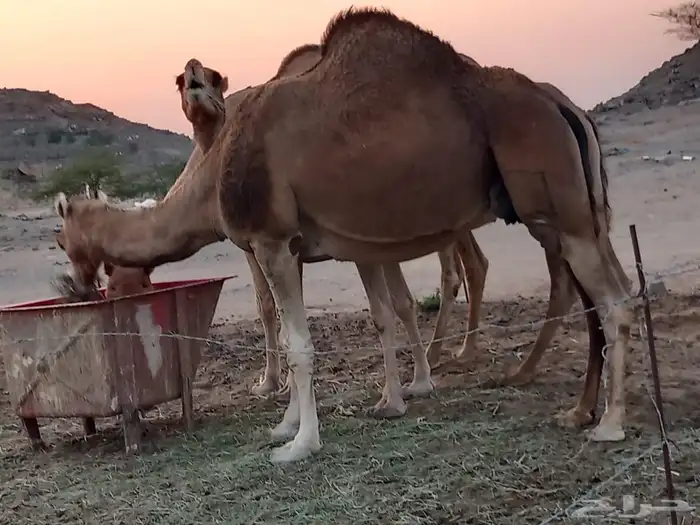 نياق خلفات 0