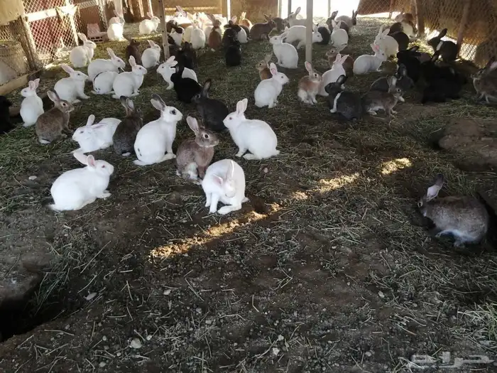 ارانب للبيع في حرض سعر الجوز 50 ريال 0