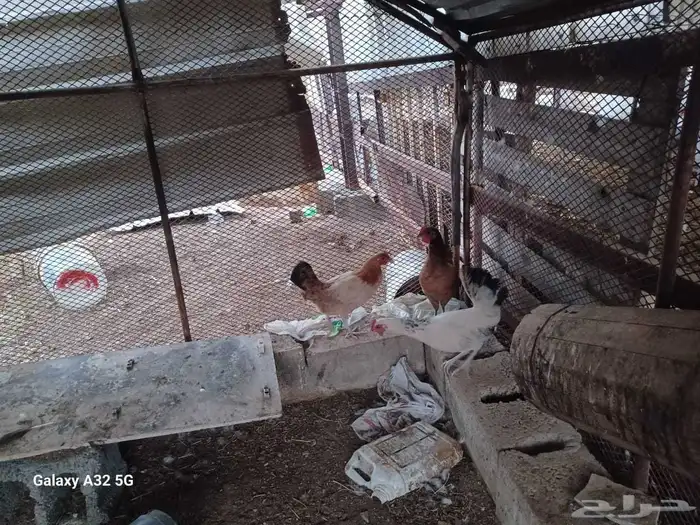 بسم الله مشالله دجاج بلدي للبيع العدد 3 شرط من الأمراض 0