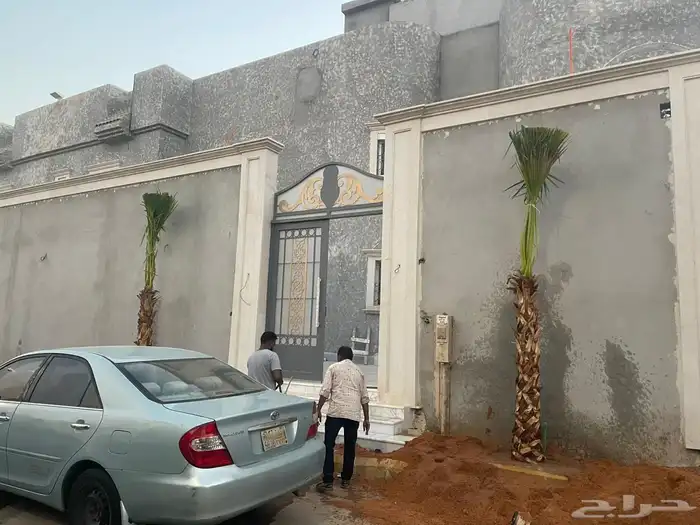 نخيل واشنطونيا للبيع 2